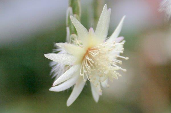 http://www.cloudjungle.com/CloudJungle/Cactaceae/Rhipsalis/Rhipsalis%20pilocarpa flower2.jpg